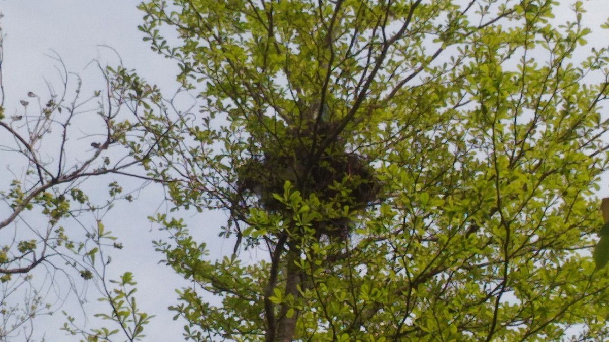 Black-collared Starling - ML57244731