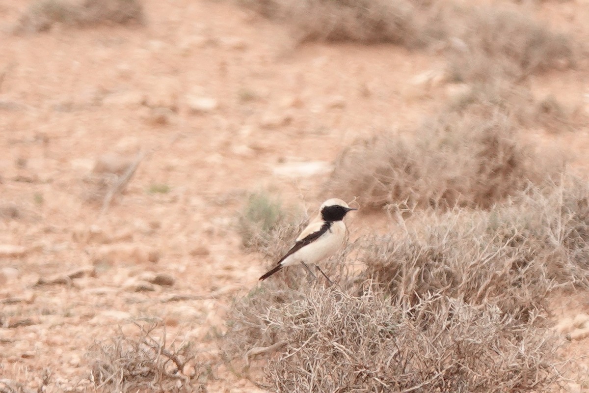 Collalba Desértica - ML572447731