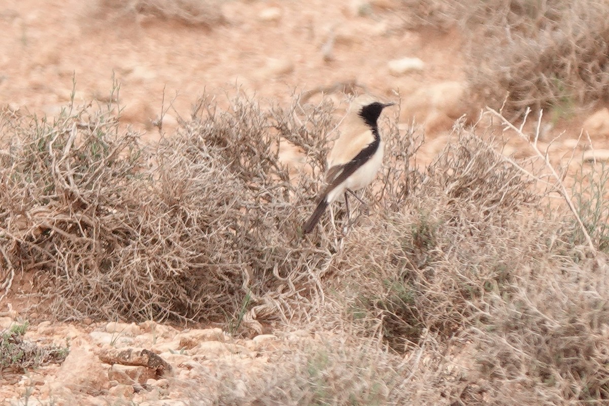 Collalba Desértica - ML572447751