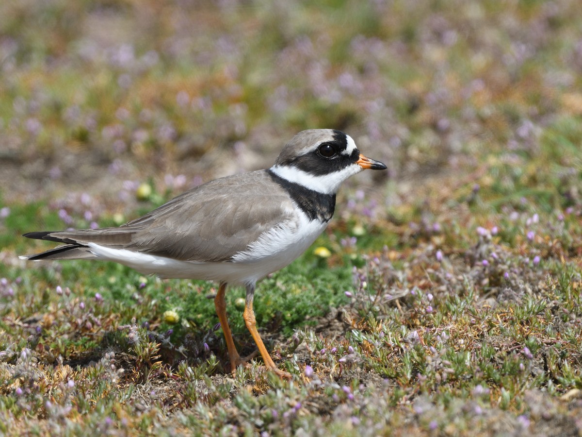 Common Ringed Plover - Manuel Segura Herrero