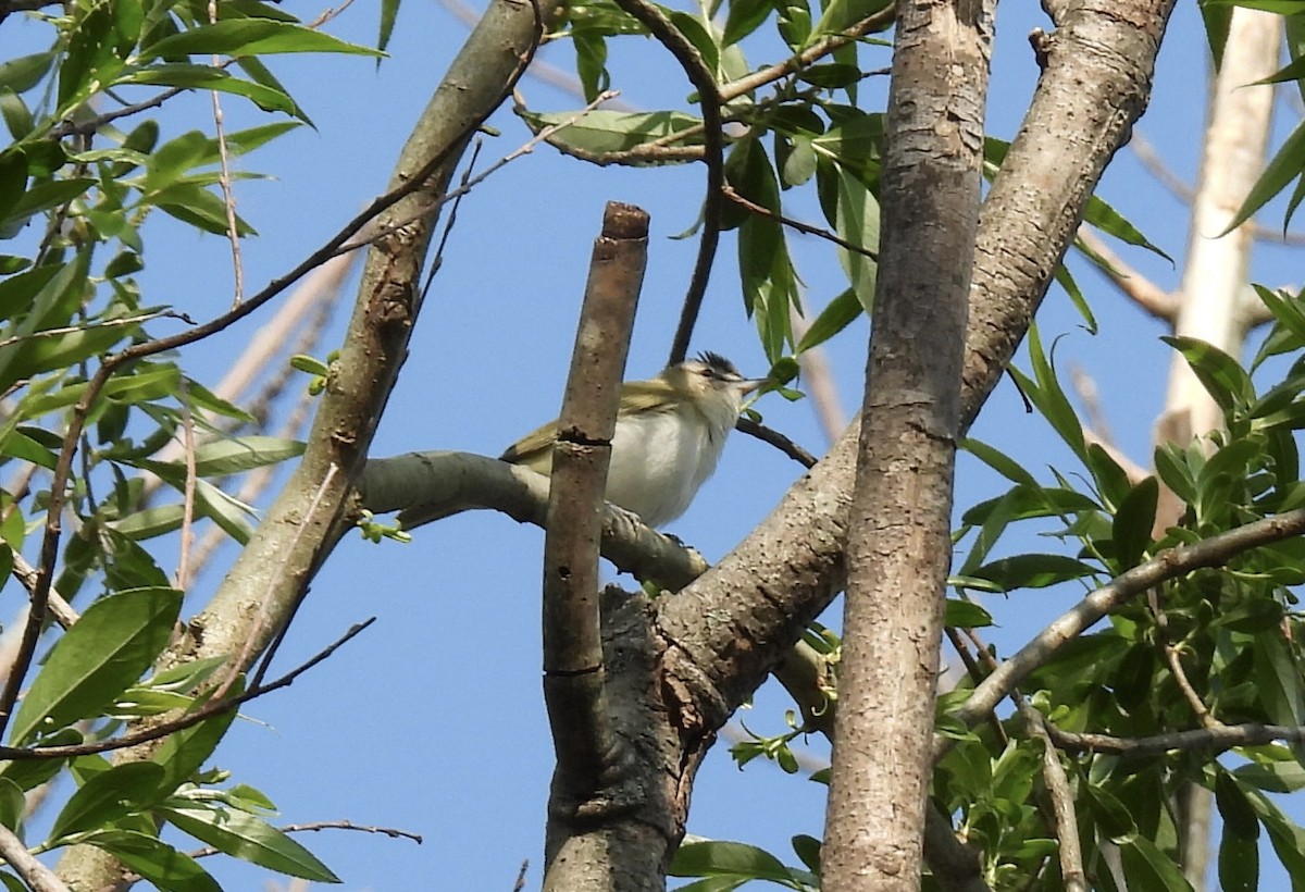 Red-eyed Vireo - ML572447871
