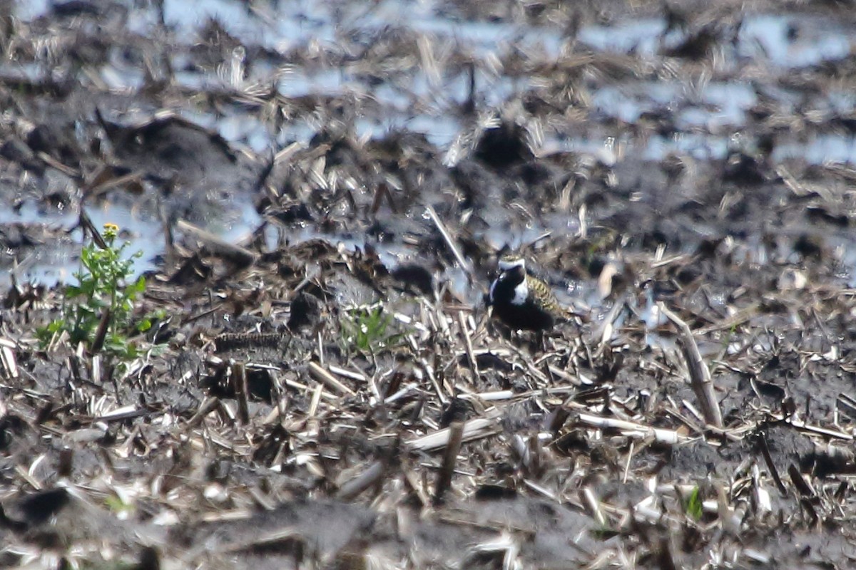 American Golden-Plover - ML57244811