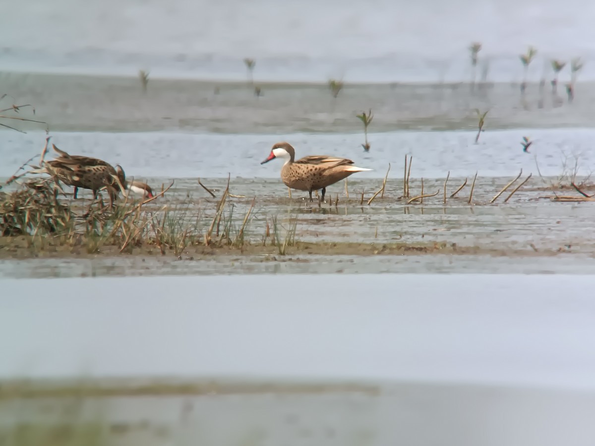 White-cheeked Pintail - ML572448171