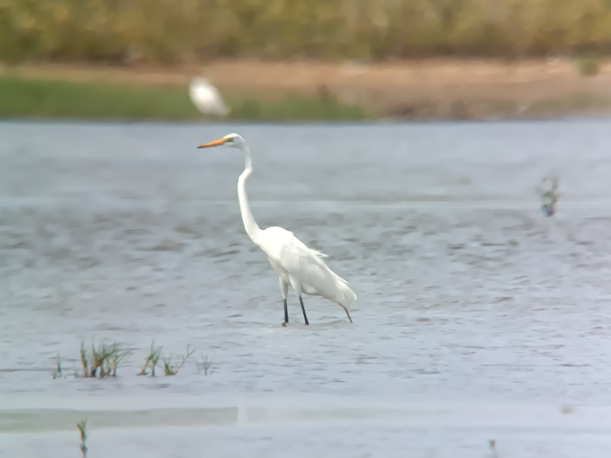 Great Egret - ML572448351