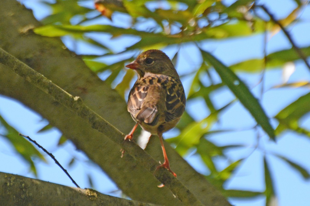 Golden-crowned Sparrow - ML57244841