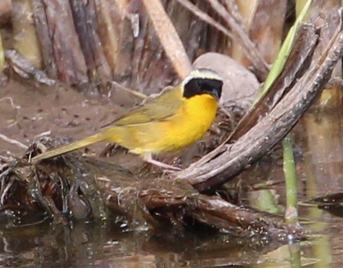 Common Yellowthroat - ML57244961