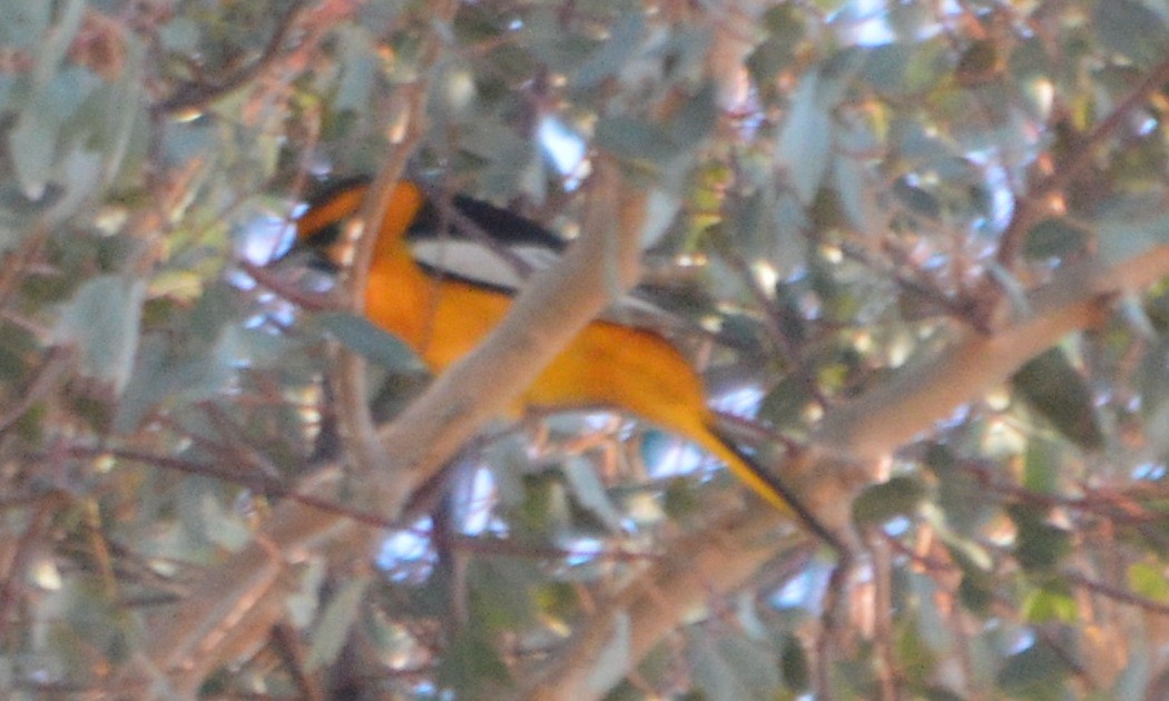 Bullock's Oriole - ML57245051