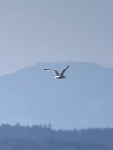 Gaviota Californiana - ML572450551