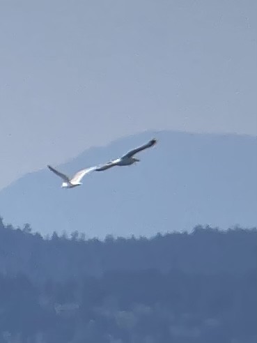 Gaviota Californiana - ML572450571