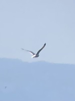 California Gull - Zac Fedder