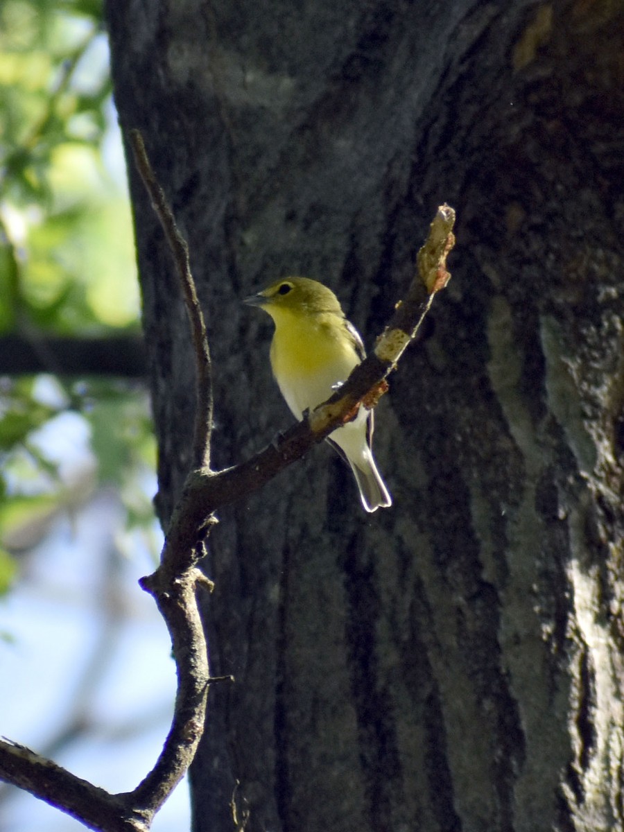 Yellow-throated Vireo - ML572450971