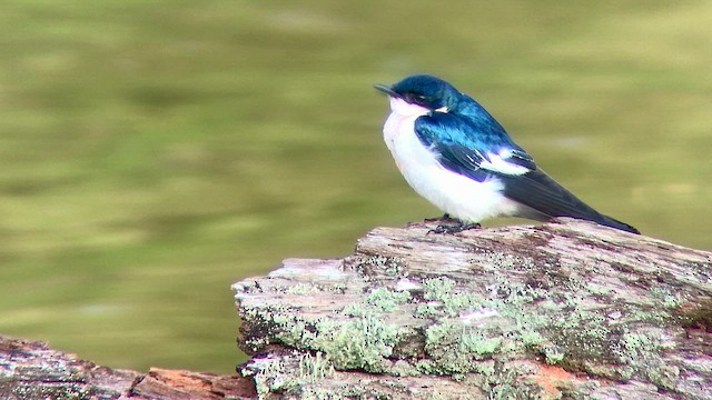 Hirondelle à ailes blanches - ML572451011