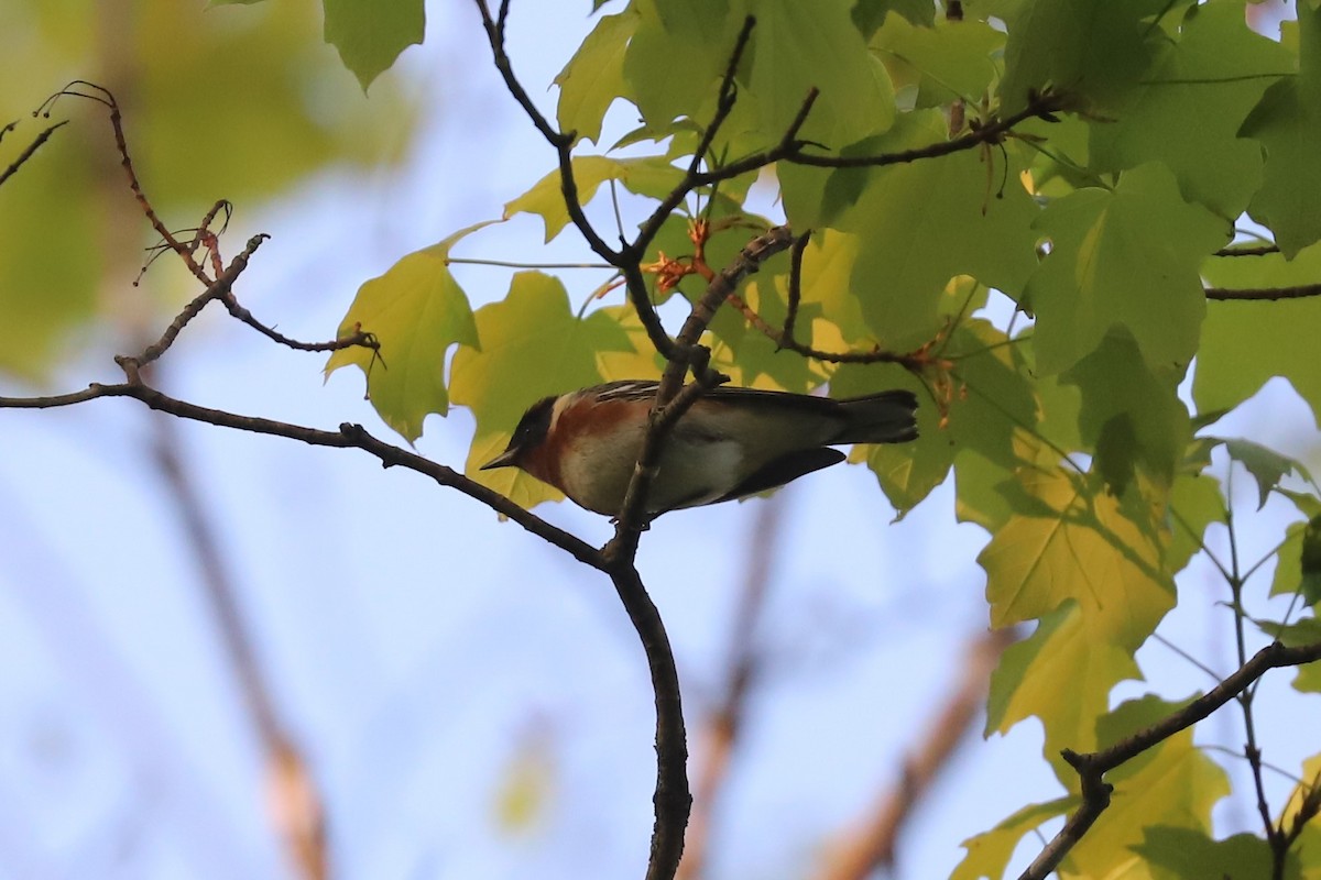 Bay-breasted Warbler - ML572452501