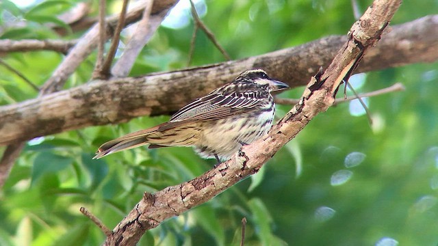 Streaked Flycatcher - ML572452521