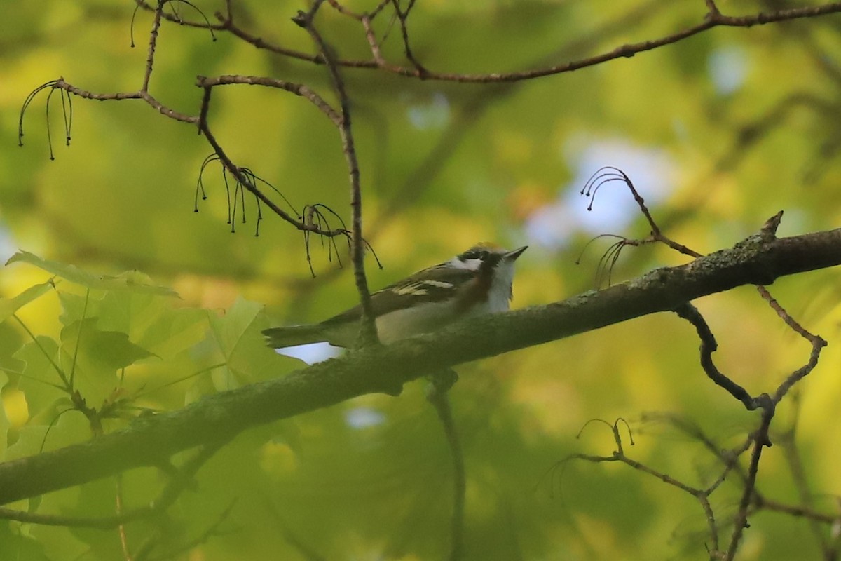 Chestnut-sided Warbler - Al S