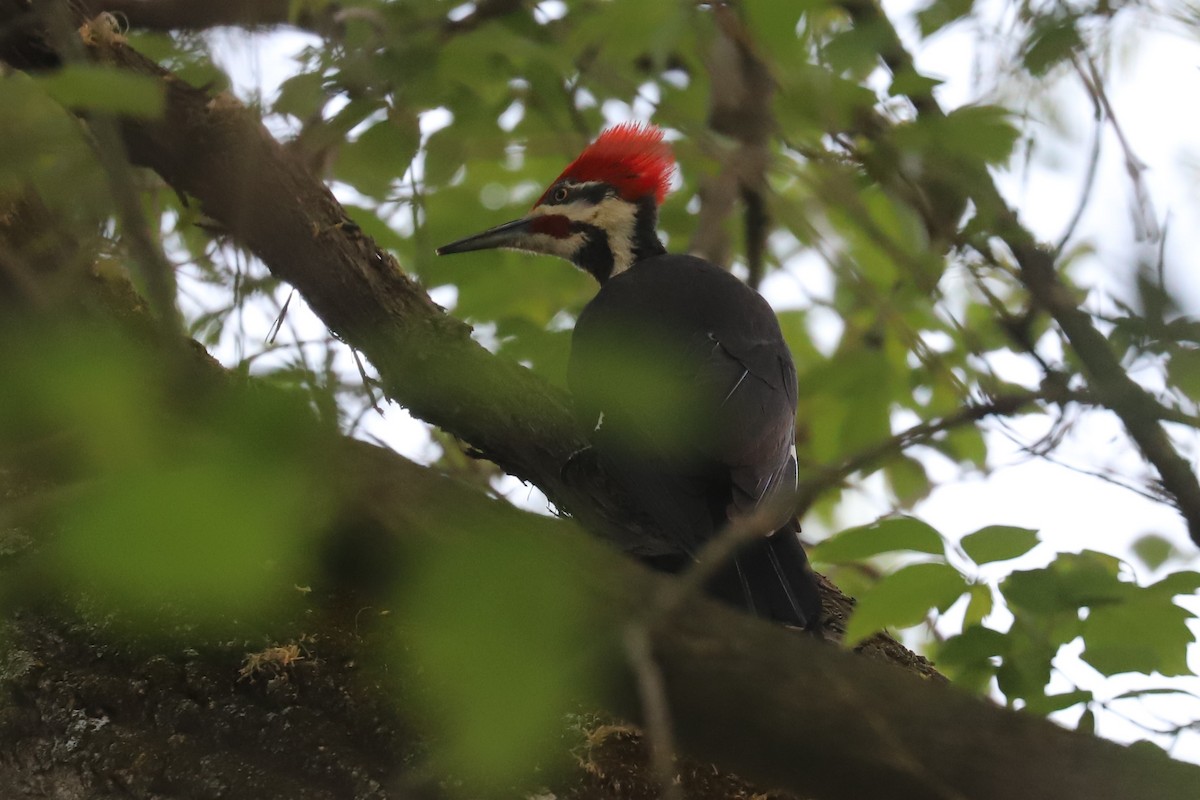 Pileated Woodpecker - Al S