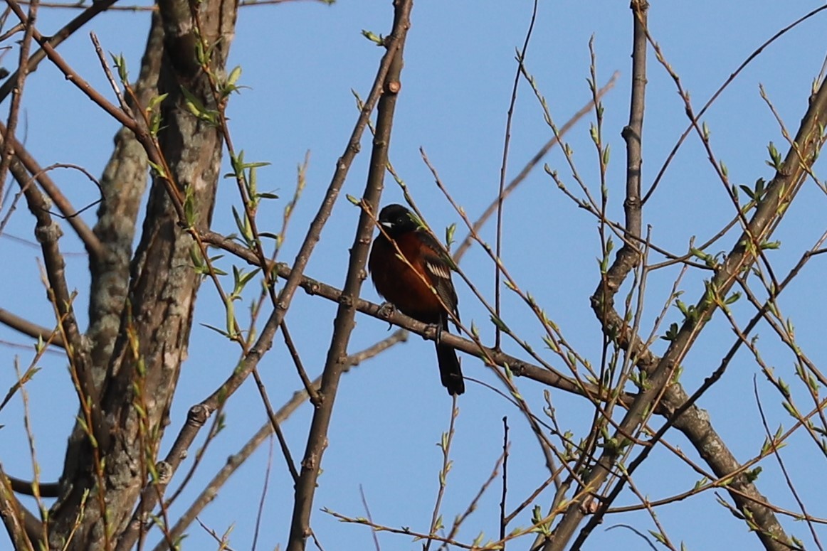 Oriole des vergers - ML572452921