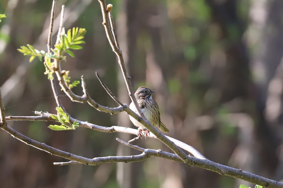 Lincoln's Sparrow - ML572452991