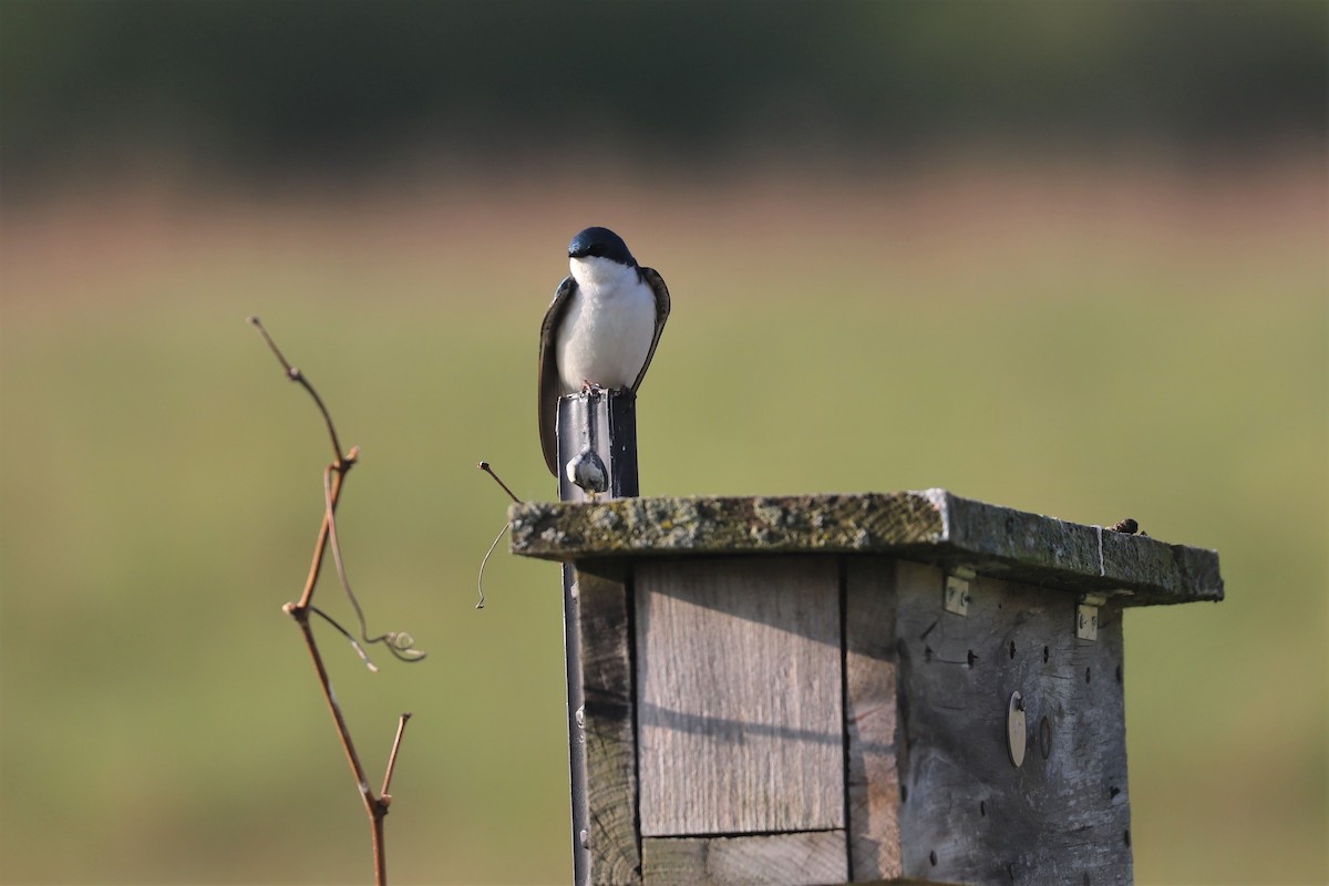 Tree Swallow - ML572453171