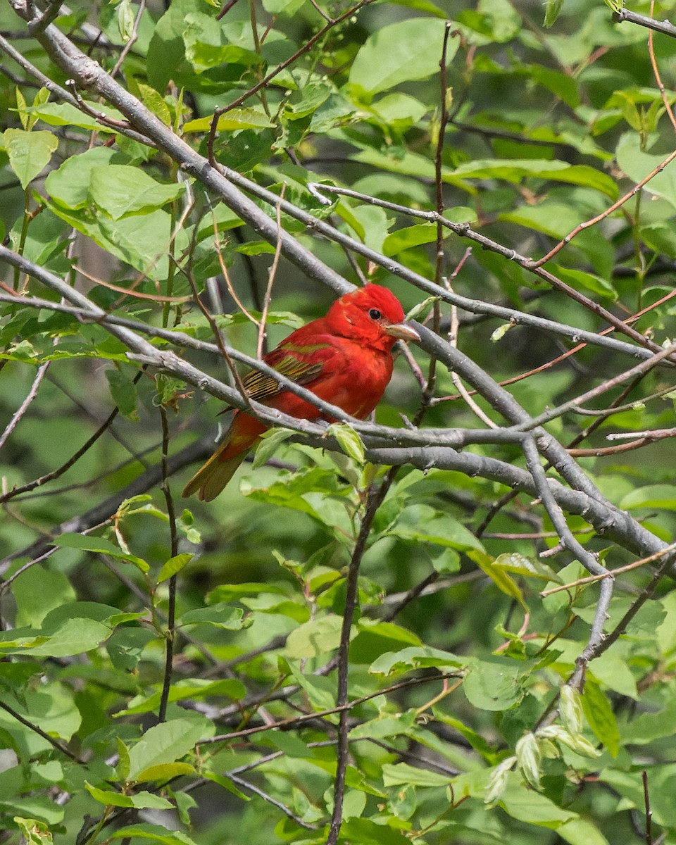 Summer Tanager - Vasura Jayaweera