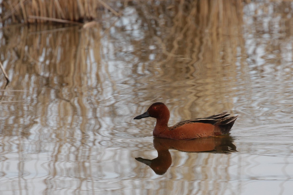 Cinnamon Teal - ML57245651