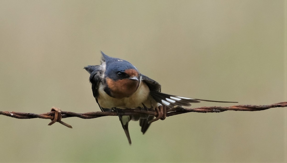 Hirondelle rustique - ML572457671