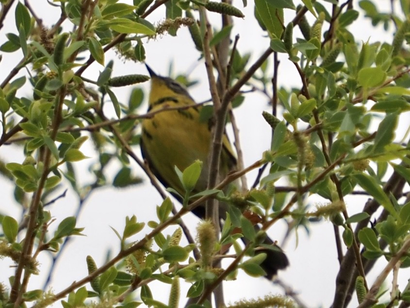 Magnolia Warbler - ML572457821