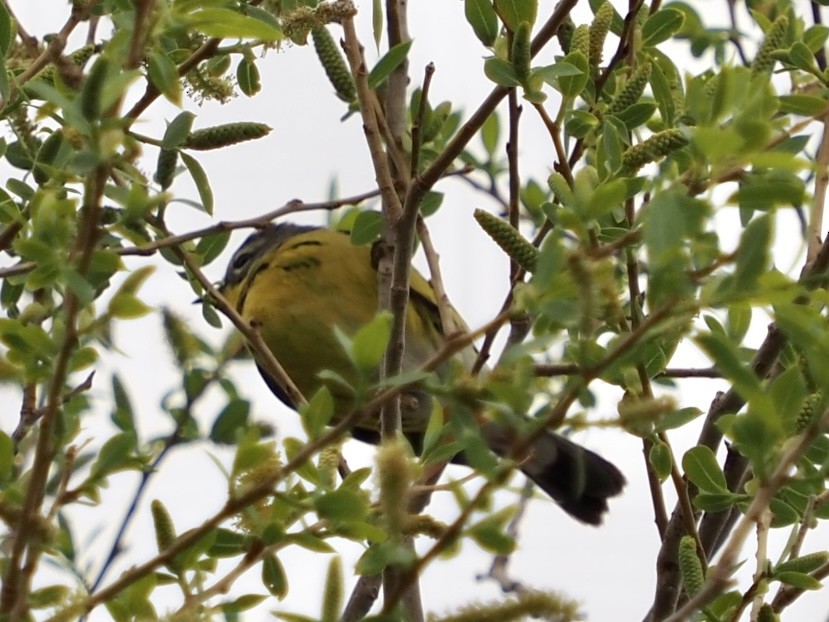 Magnolia Warbler - ML572457831