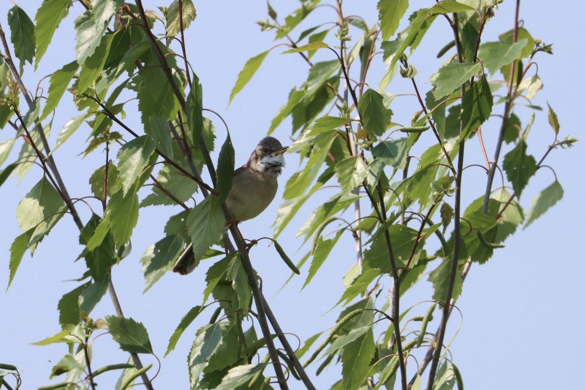 Greater Whitethroat - ML572457871