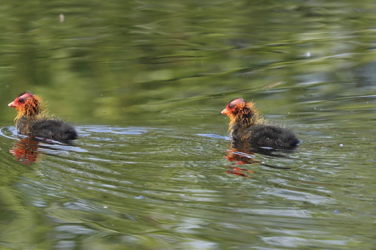 Eurasian Coot - ML572458271