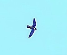 White-collared Swift - ML572458311