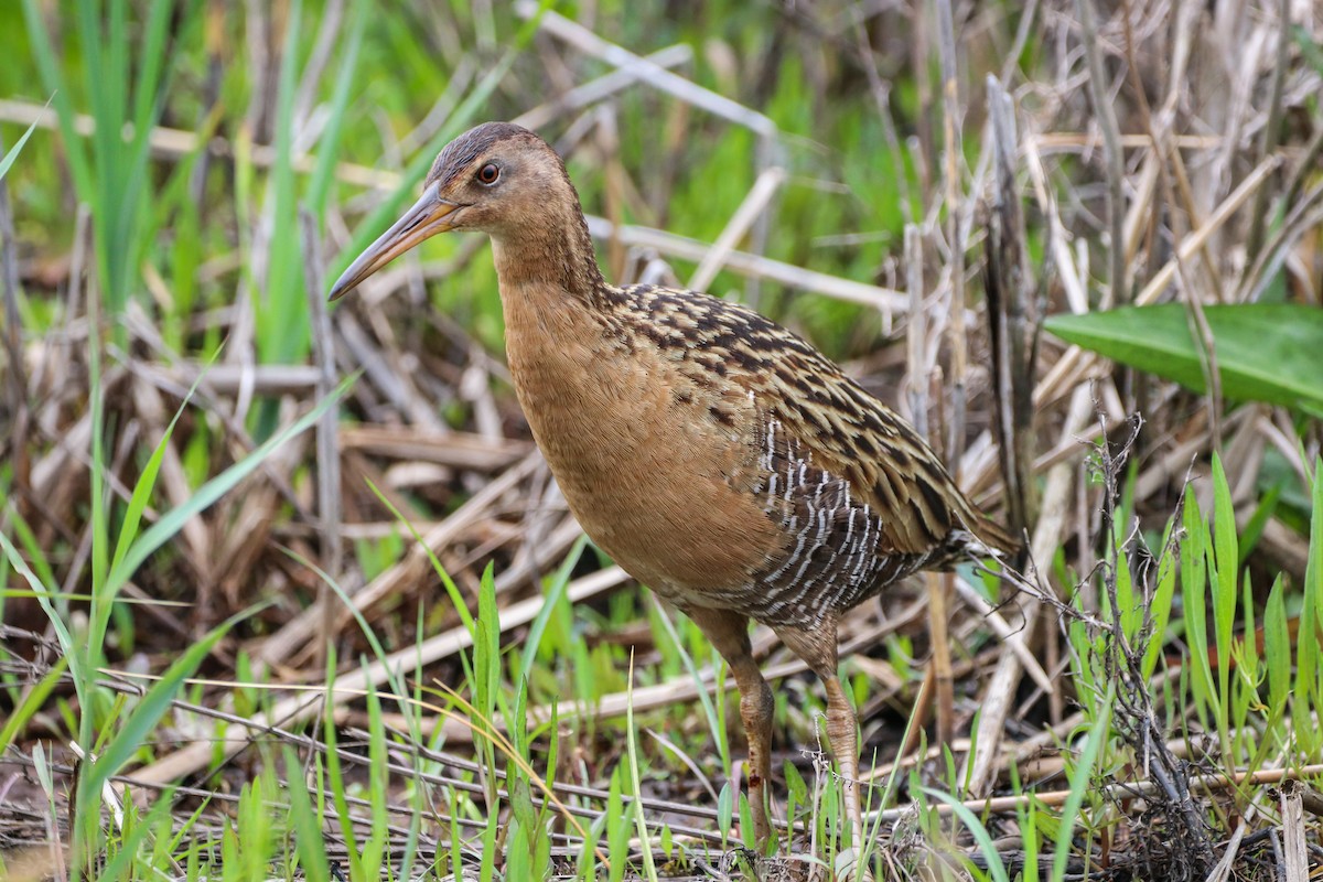 King Rail - Sean Carroll