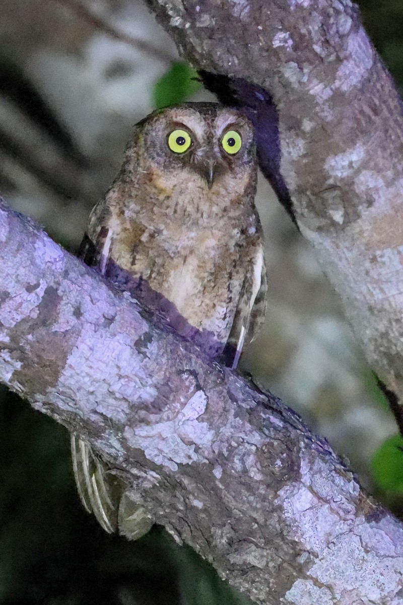 Ryukyu Scops-Owl - ML572459101