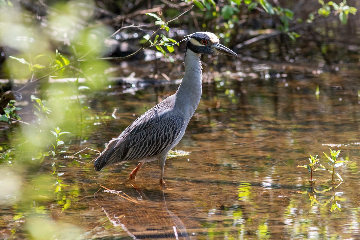 Yellow-crowned Night Heron - ML572459261