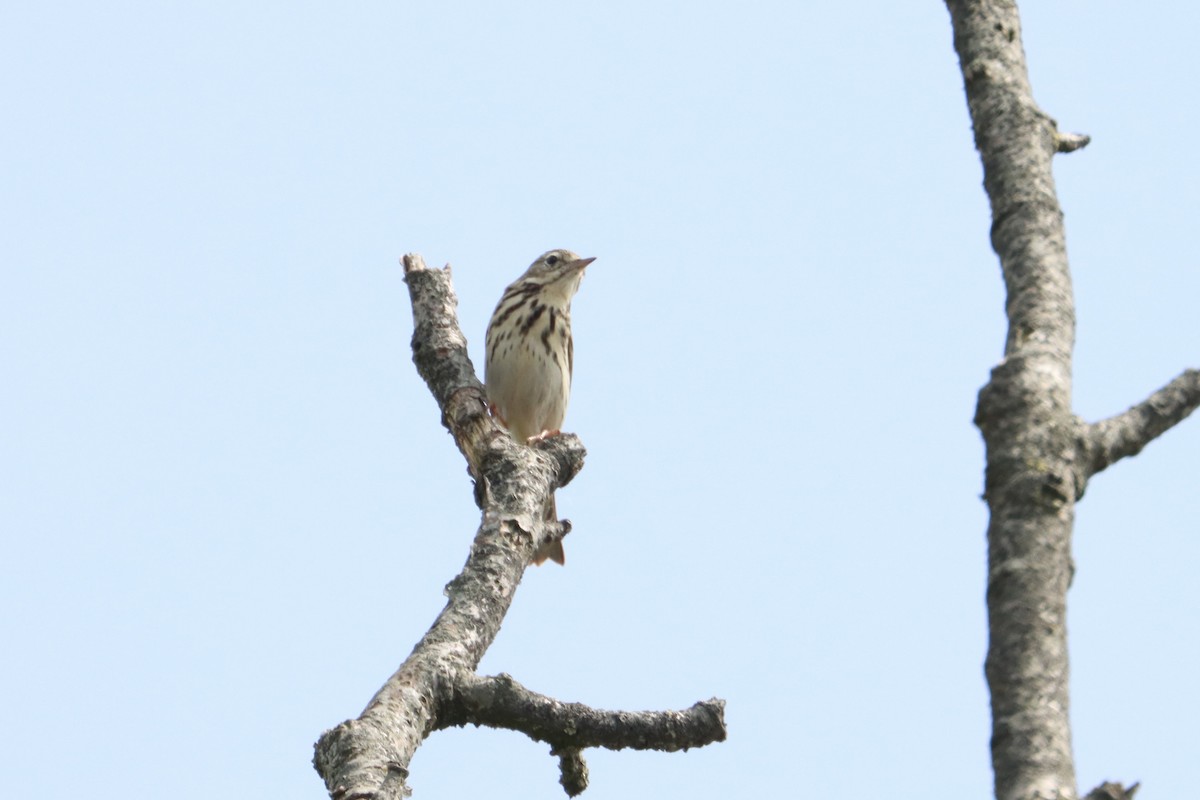 Tree Pipit - ML572459501