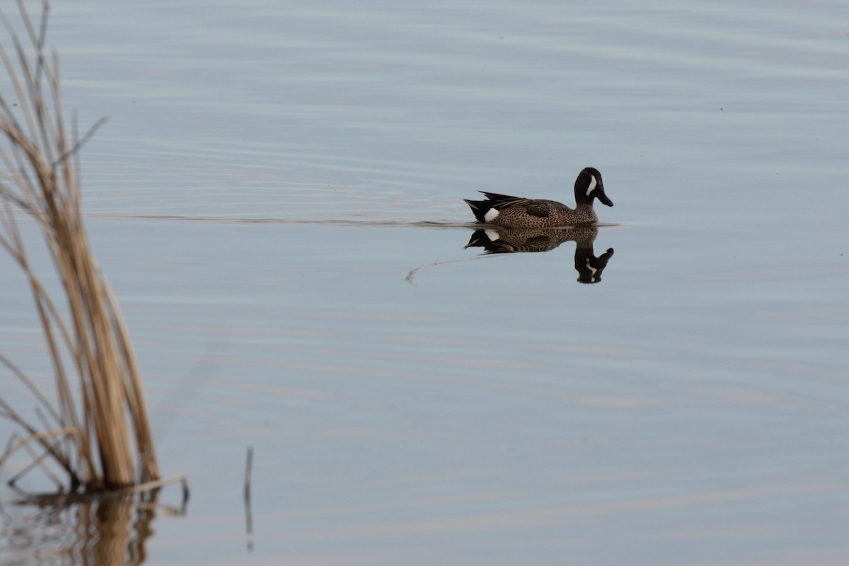 Blue-winged Teal - ML57245951