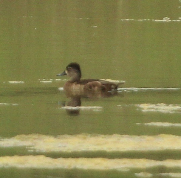 Ring-necked Duck - Ben Schleis