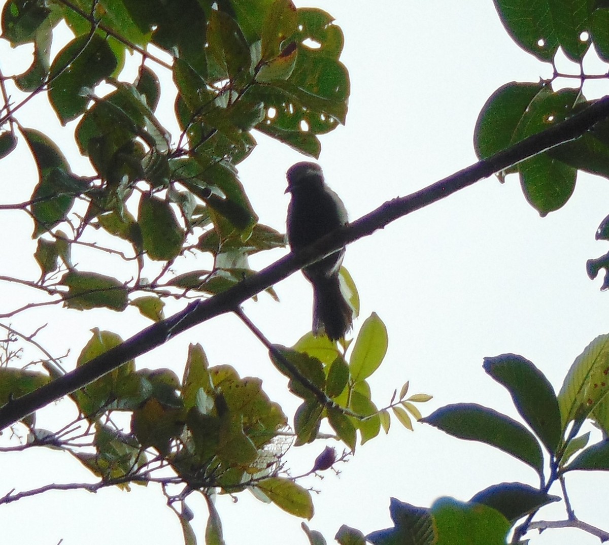 Northern/Southern White-fringed Antwren - ML572459821