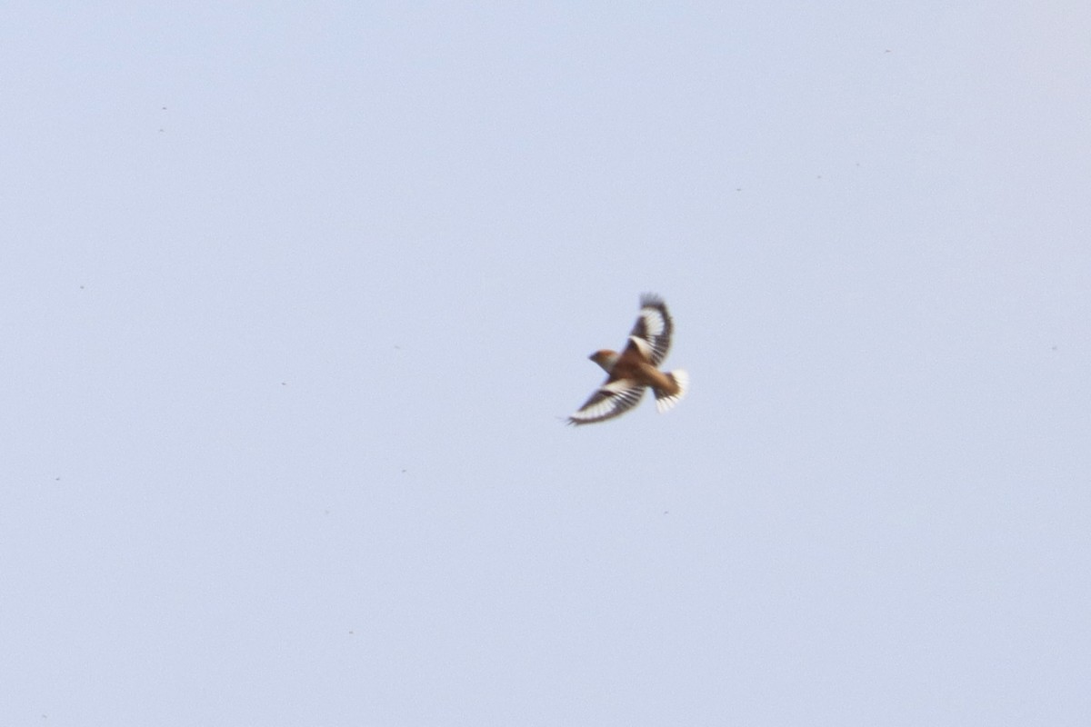 Hawfinch - ML572460041