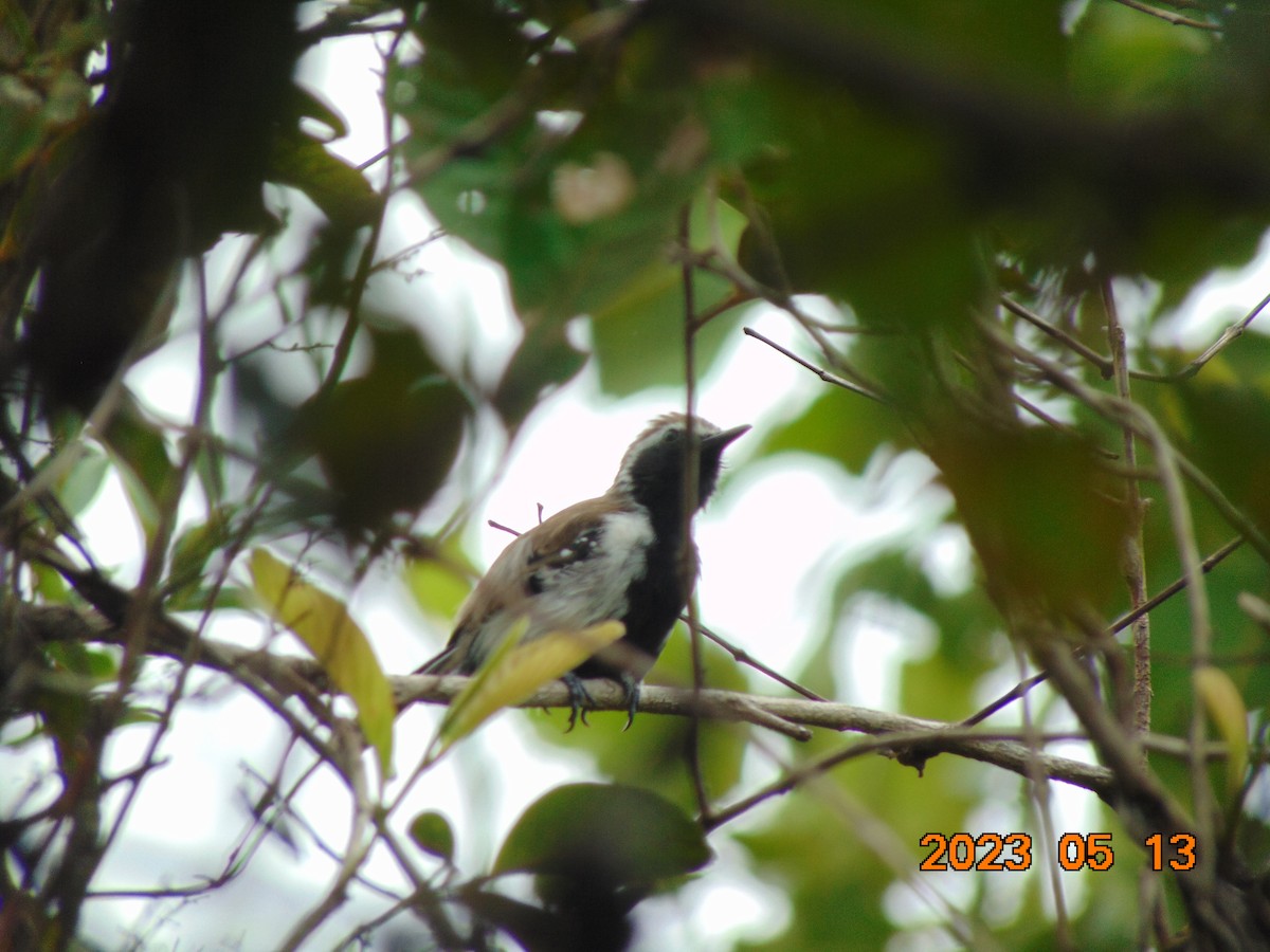 Northern/Southern White-fringed Antwren - ML572460171