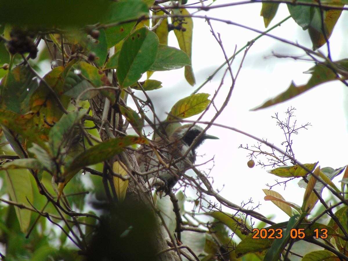 Northern/Southern White-fringed Antwren - ML572460321