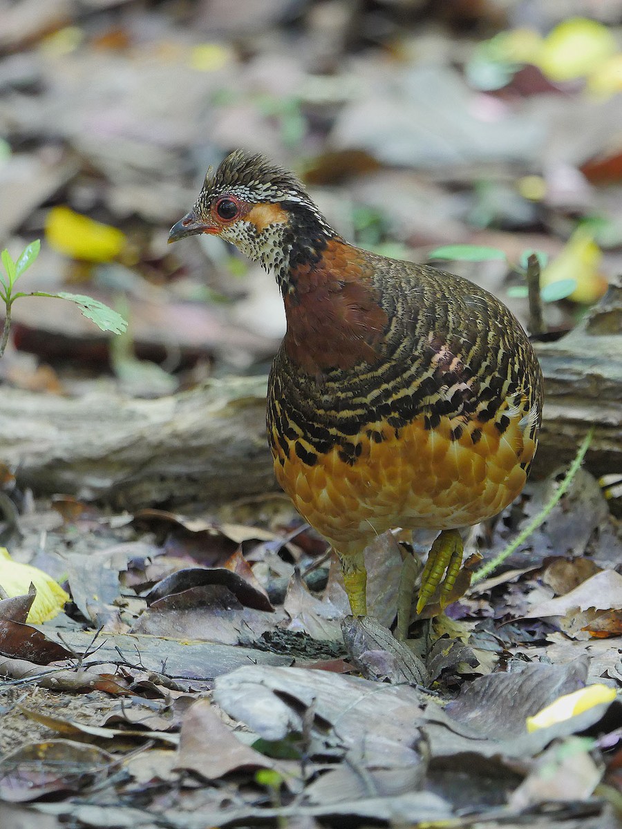 Chestnut-necklaced Partridge - Kai Soon Chan