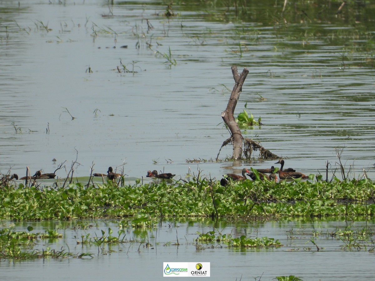 Black-bellied Whistling-Duck - ML572461471