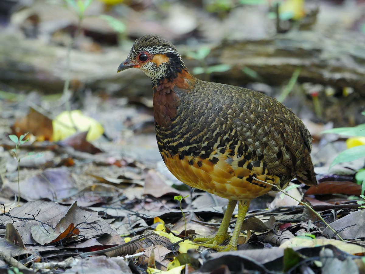 Chestnut-necklaced Partridge - ML57246161