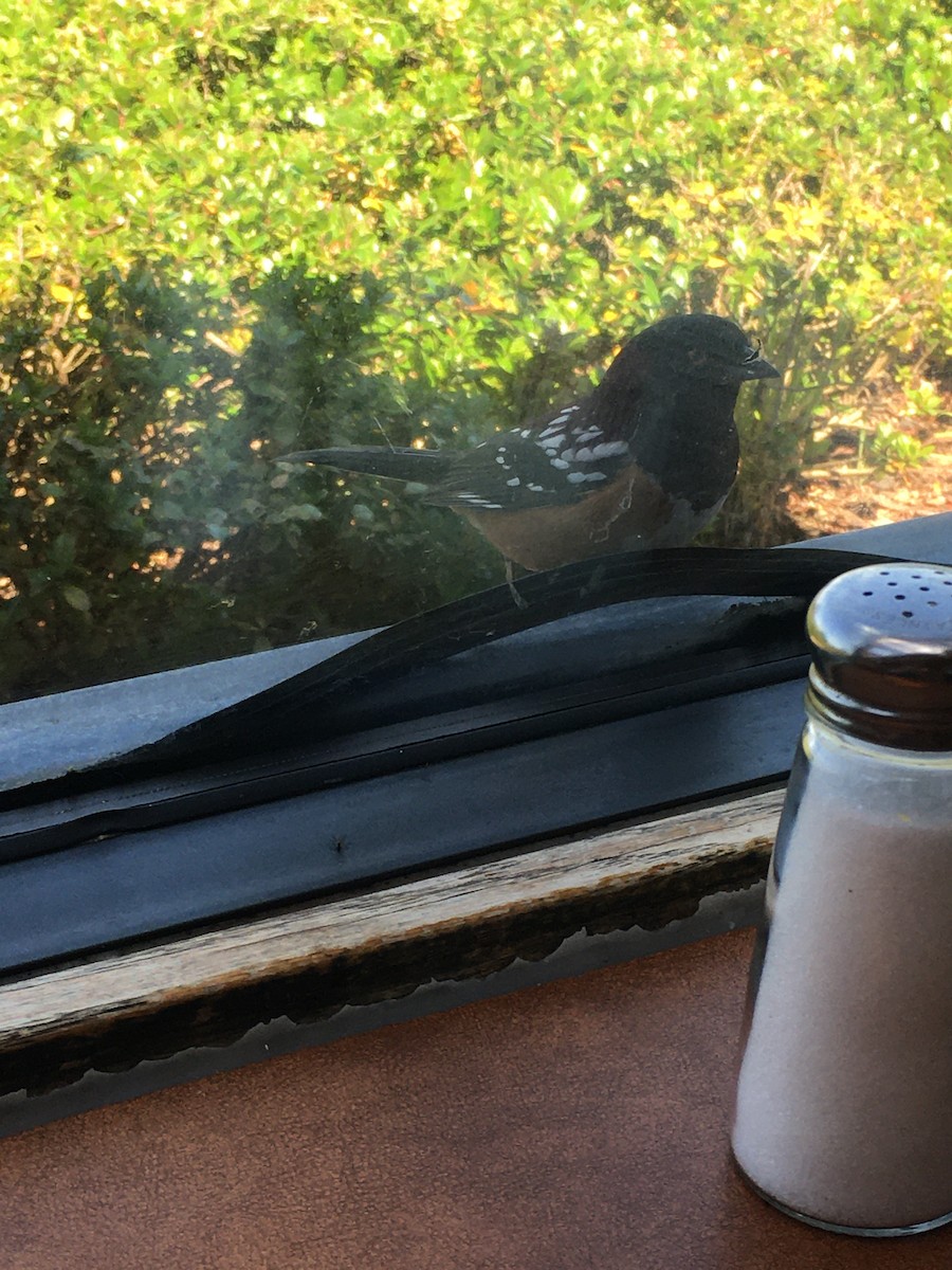 Spotted Towhee - ML572463081