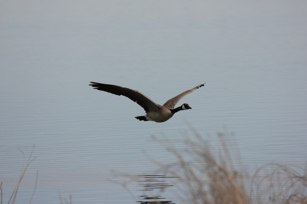 Canada Goose - ML57246311