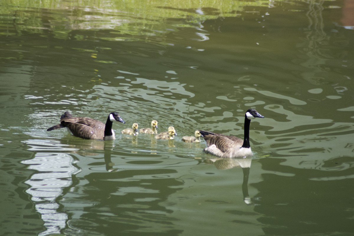 Canada Goose - ML572463631