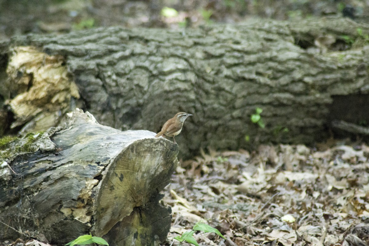 Carolina Wren - ML572463661