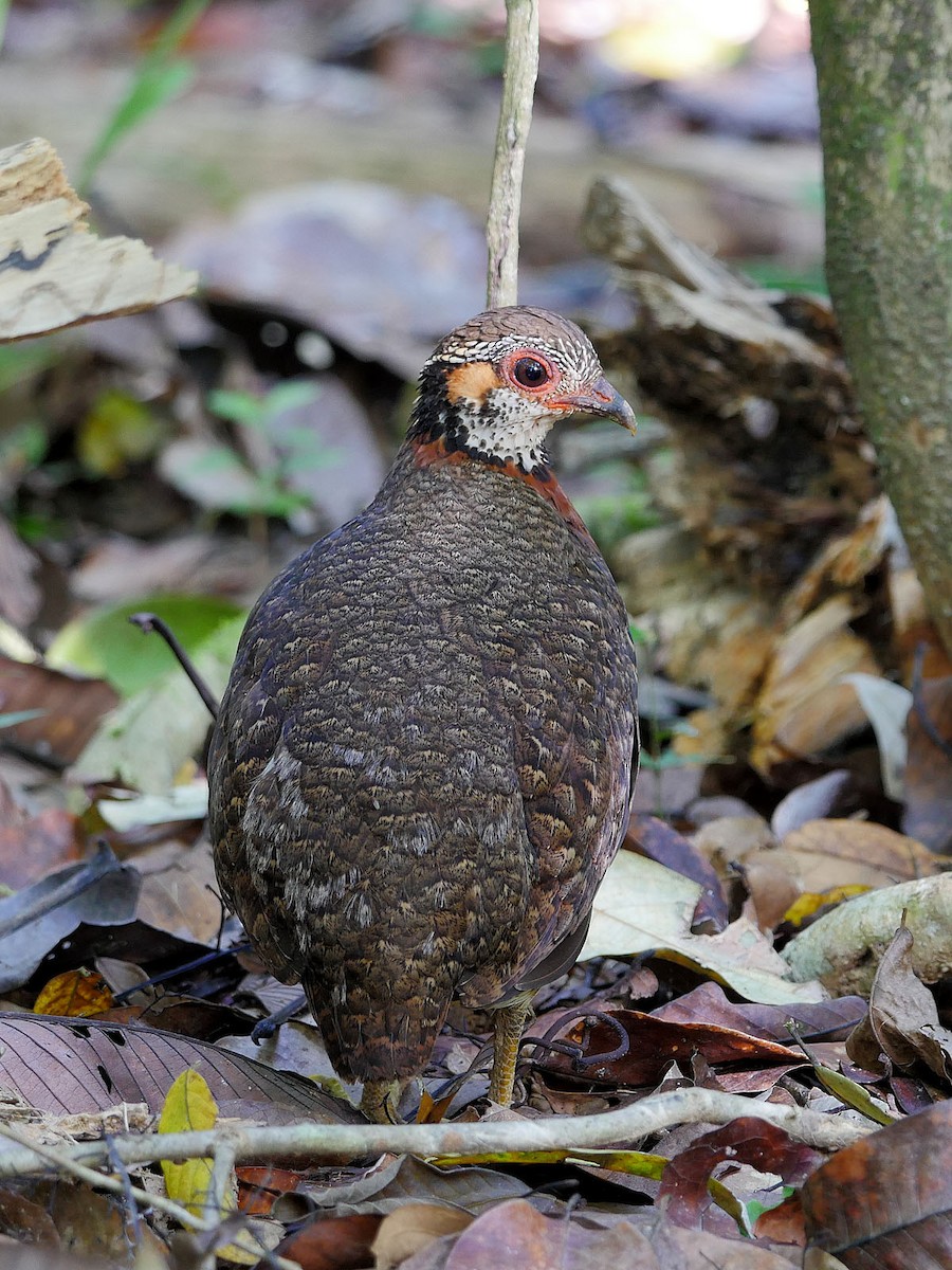 Chestnut-necklaced Partridge - ML57246371