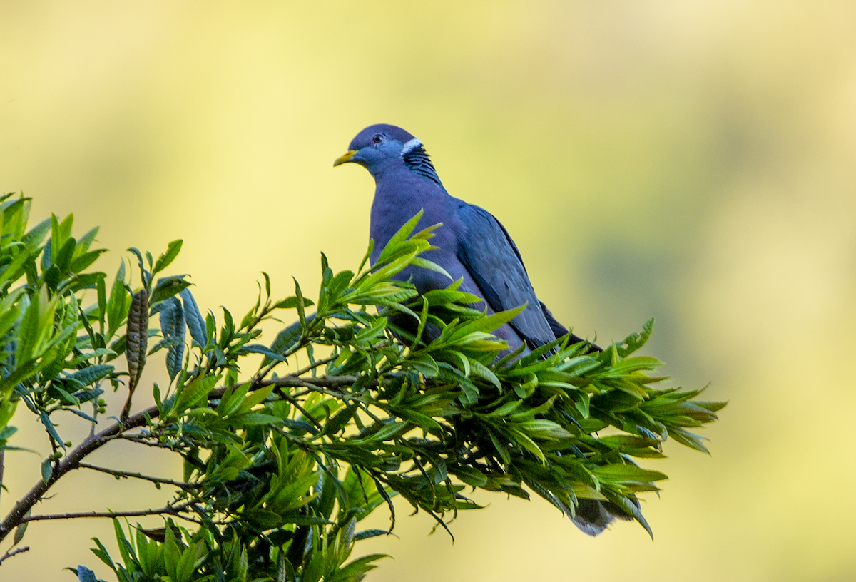 Band-tailed Pigeon - walter mancilla huaman